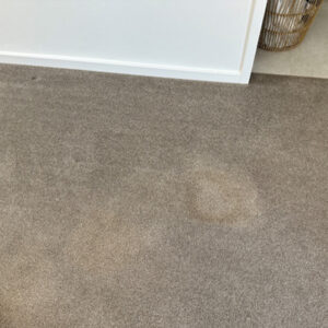bleached carpet - carpet stains cleaning