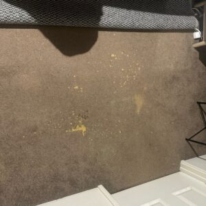 bye dye - carpet cleaning