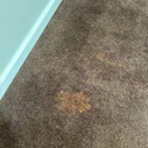 carpet recolouring